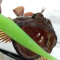 久しぶりな釣り