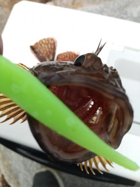 久しぶりな釣り