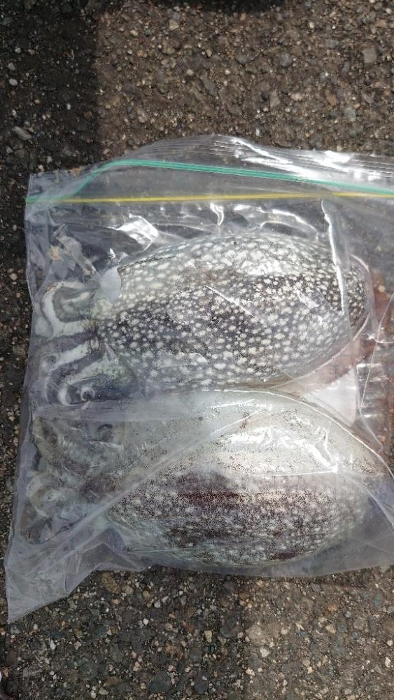 コウイカエギング