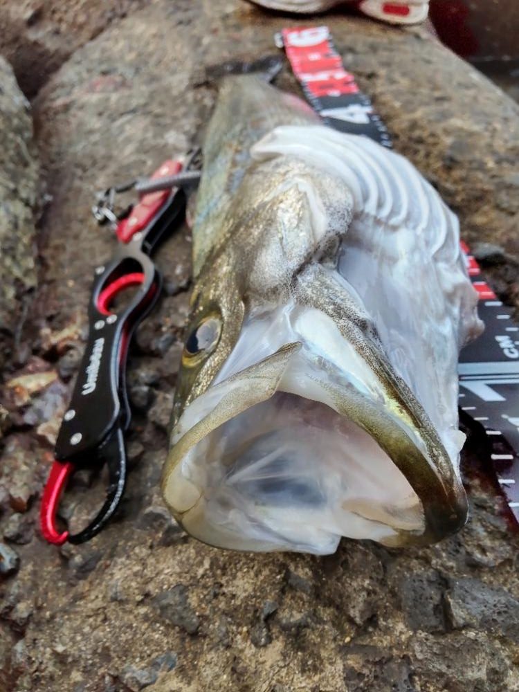 ショアプラッキング