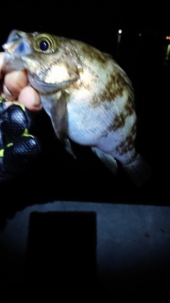 サーフメバリング