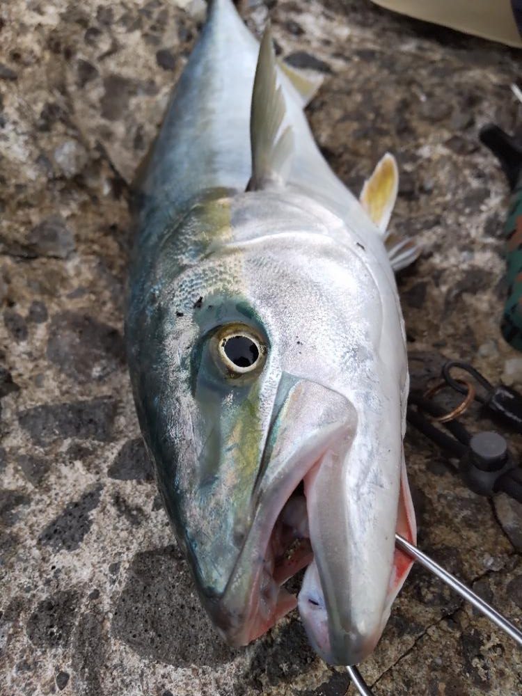 ショアプラッキング