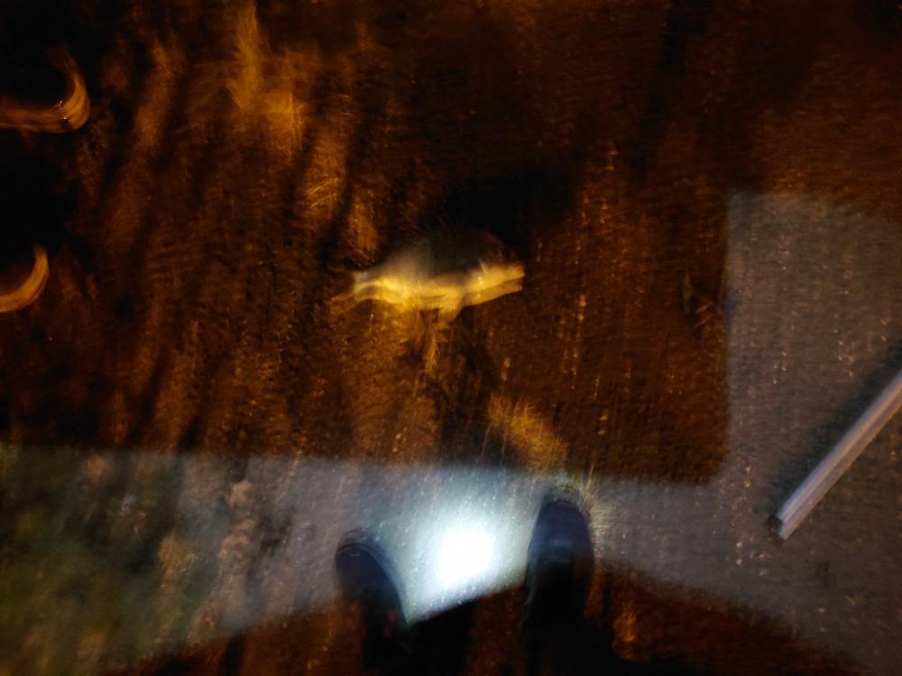 シーバスと思いきや