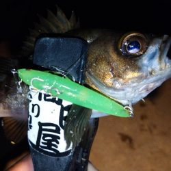 makopenでメバリング