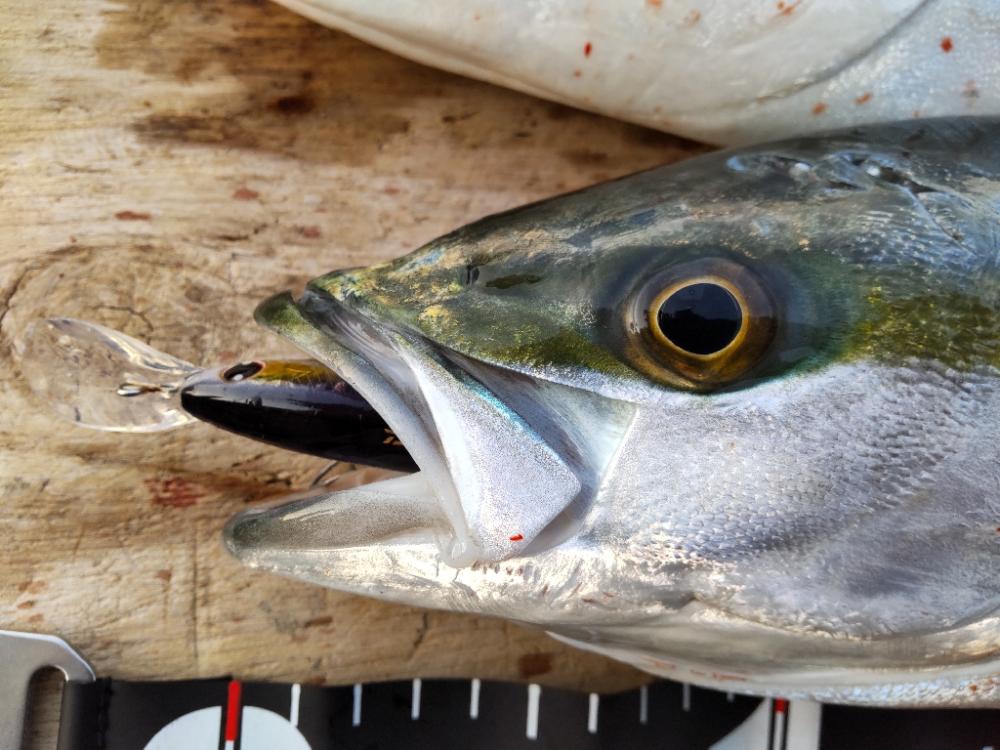 ショアプラッキング