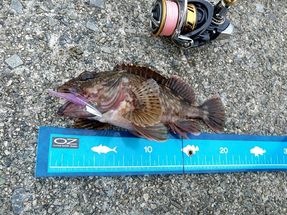 ライトワインドでカサゴ☆