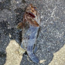 穴釣りがやめられない、とまらない