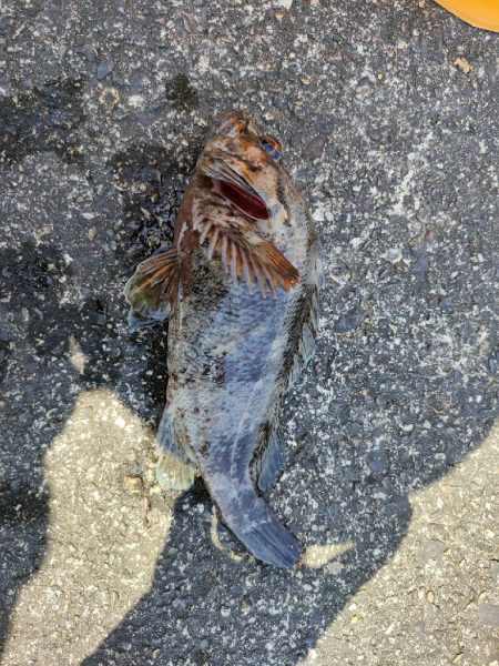 穴釣りがやめられない、とまらない