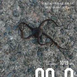 アジュール舞子