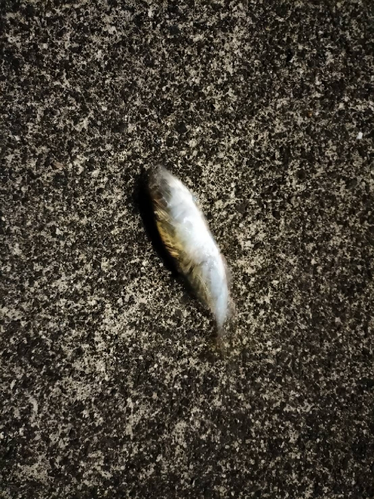 なかなか釣果が…