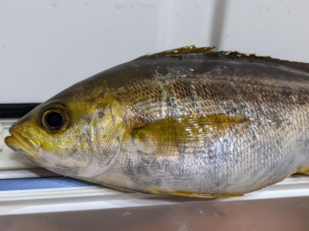 アジ・イサキリレー