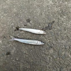 稚鮎釣り
