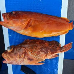 潮が流れず。。。