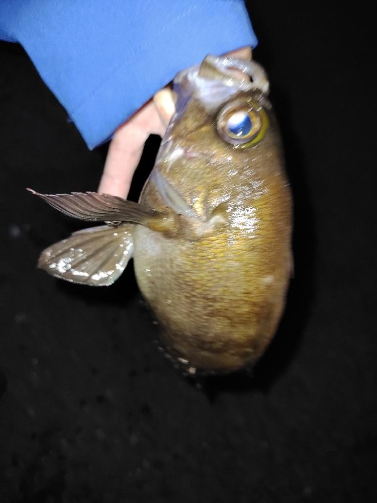 フロートメバリング@泉南