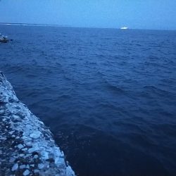 陸っぱりタチウオ