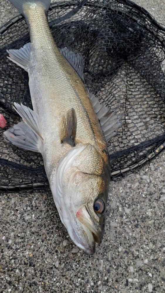 シーバス祭でした!