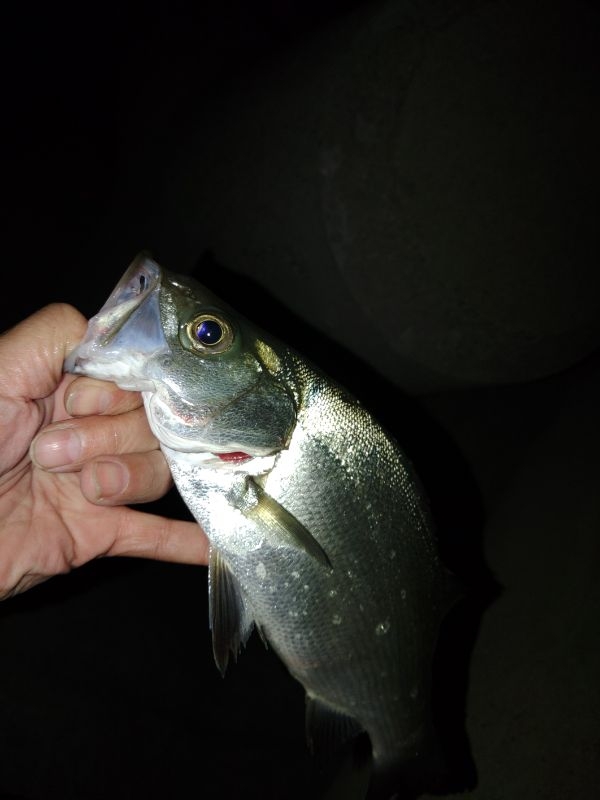 フロートゲーム