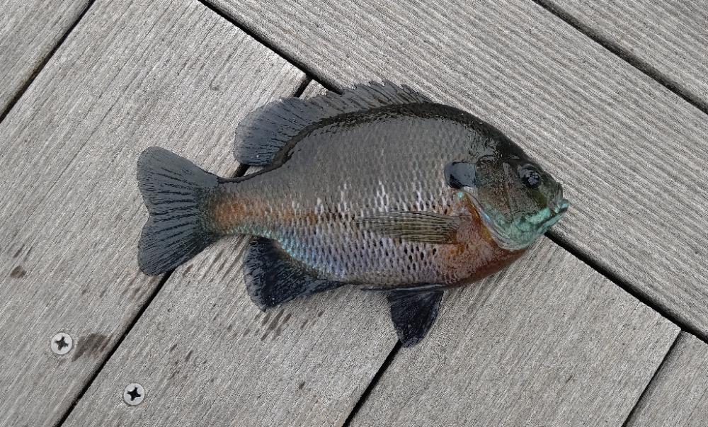 26振りのブラックバス