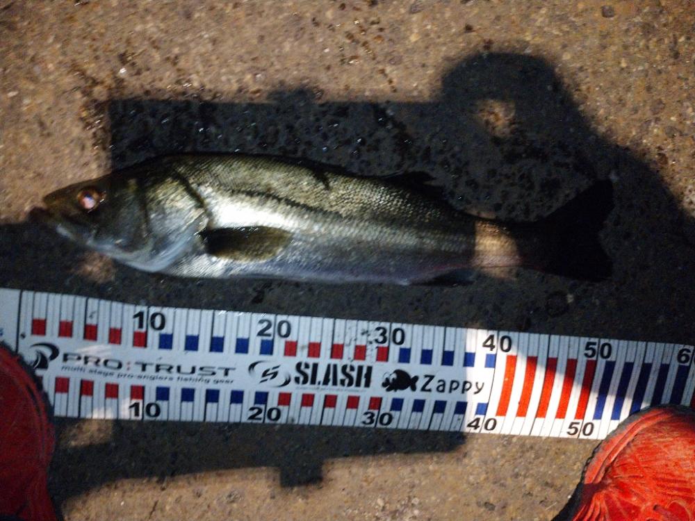 バチ抜けシーバス