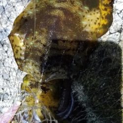 釣れない時間から一転。連発のエギング。