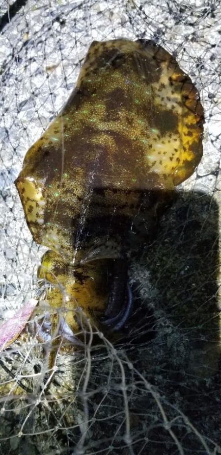 釣れない時間から一転。連発のエギング。