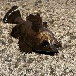 満月大潮の満潮前後メバリングは足元でボチボチ