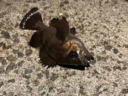 満月大潮の満潮前後メバリングは足元でボチボチ