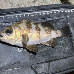 姫路でフロートメバリング！良型メバル！！