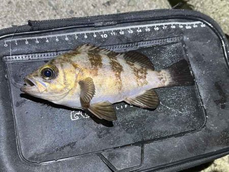 姫路でフロートメバリング！良型メバル！！