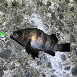 姫路メバリング｜ジグ単で入れ食いモードの爆釣！