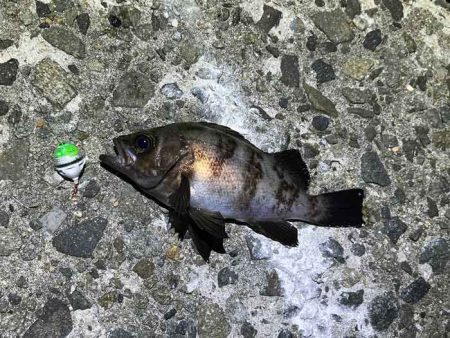 姫路メバリング｜ジグ単で入れ食いモードの爆釣！