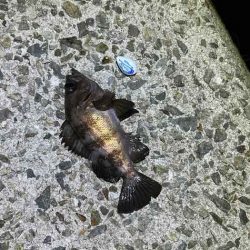 【姫路メバリング】干潮の表層でジグ単入れ食い！