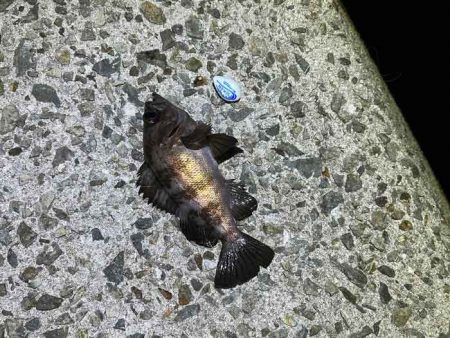 【姫路メバリング】干潮の表層でジグ単入れ食い！