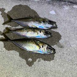 強風激寒激渋アジング