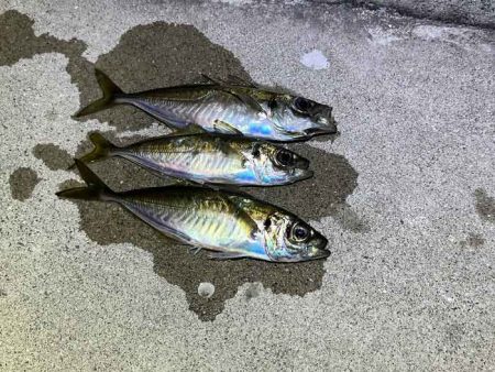 強風激寒激渋アジング