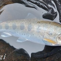 引原本流にて良型連発