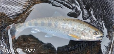 引原本流にて良型連発