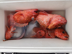 中深場　大型連発！やったぜ ＼(^o^)／