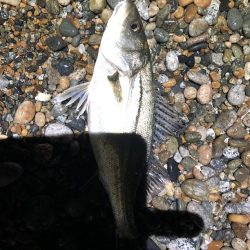 ホタルイカパターン第3弾