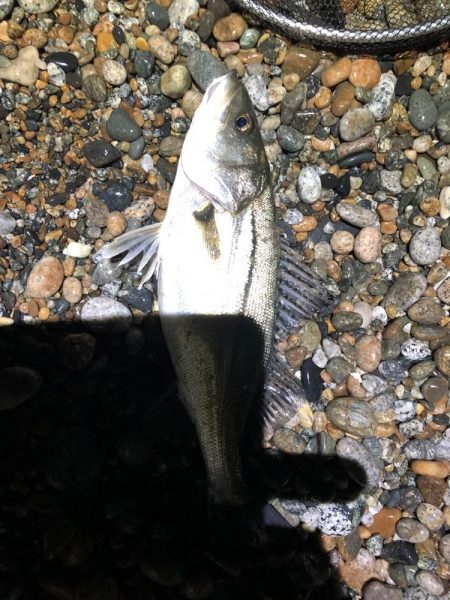 ホタルイカパターン第3弾