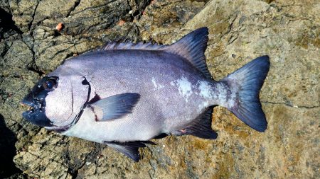 和歌山大引の磯でフカセ釣り