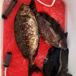 和歌山市江（吉丸渡船）で磯フカセ