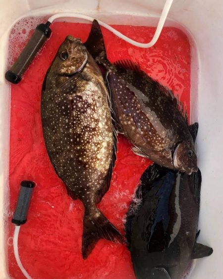 和歌山市江（吉丸渡船）で磯フカセ