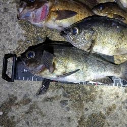 連夜のメバリングで尺メバル