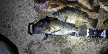 連夜のメバリングで尺メバル