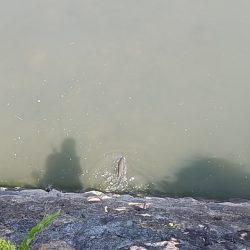 レイトスポーン