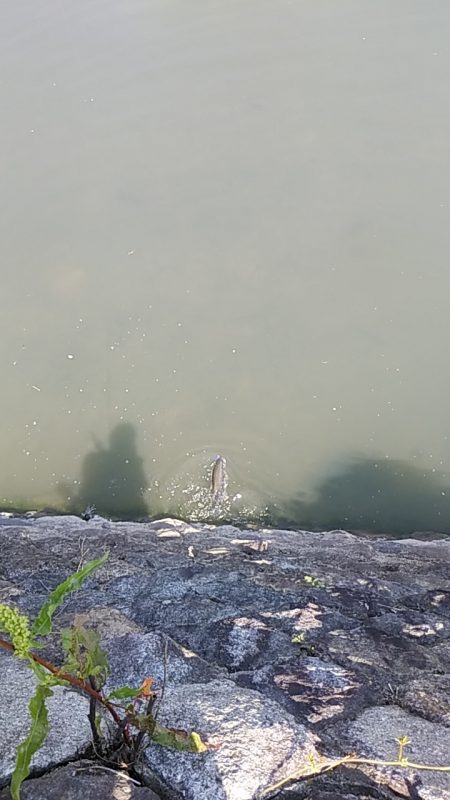 レイトスポーン