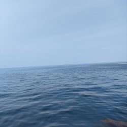 #アオリイカ2Kgアップ