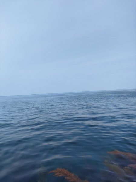 #アオリイカ2Kgアップ