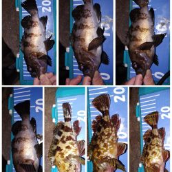 ストップアンドゴーでガシラ、メバル